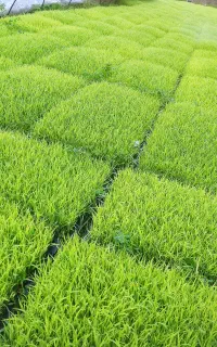 نشا هاشمی اصلاح شده