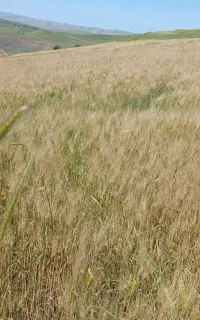 زمین کشاورزی جهت اجاره یاکاشت شراکتی