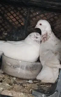 کبوتر