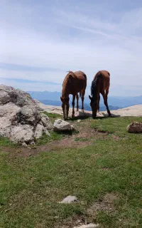 فروش اسب