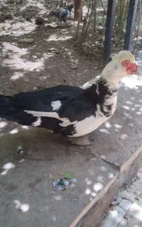 چند عدد قوغاز خوب با بهترین دان پارس خورده