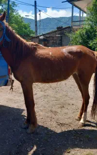 اسب
