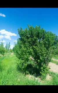 باغ در مرند شهر دیزح حسین بیک