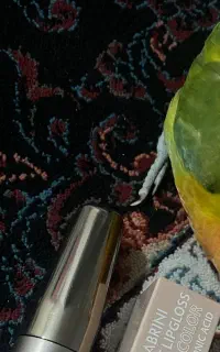 طوطی گمشده در کندرود