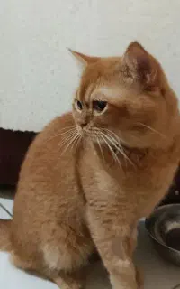 گربه نر بالغ