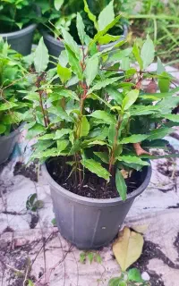 برگ بو ریشه لخت