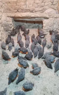 جوجه پلیموت راک (آمرک)آمریکایی ومحلی