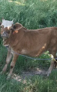 لیشه چالوسی گاو