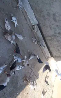 ۳۰عدد کفتر پرنده