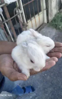 بچه خرگوش