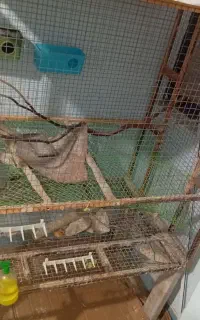 قفس پرنده چوبی محکم