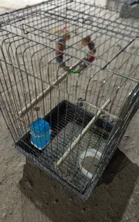قفس پرنده