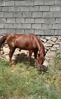 اسب