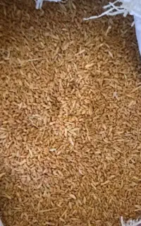 گندم درجه یک آبی امسال