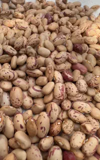 لوبیا