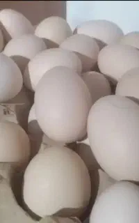 تخم مرغ نطفه دار