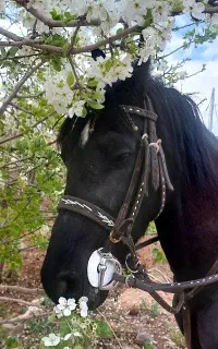 مادیان۴ساله مشکی