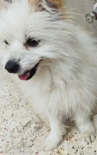 سگ گمشده