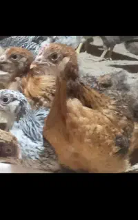 ۲۰۰ عدد جوجه گلپایگانی و تخمگذار موجوده