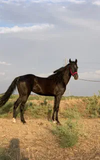 اسب مادیان ترکمن دوساله به رنگ مشکی زغالی