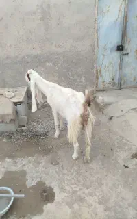 بز گلابی