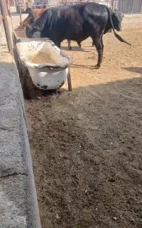 گوساله چاق