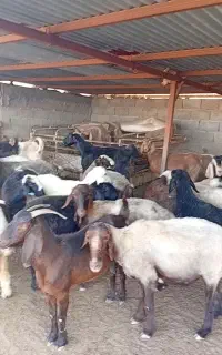 فروشی بز و میش