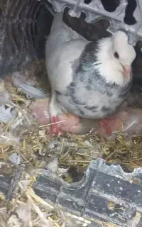طوقی نرو ماده معاوضه با بالارو