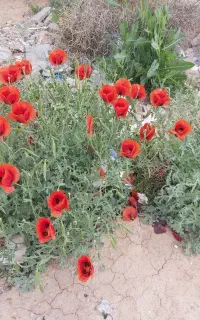 اجاره زمین کشاورزی آبدان