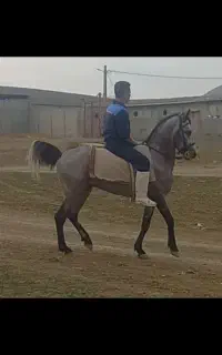 اسب نریان ۴ساله کره خان خان سرعین