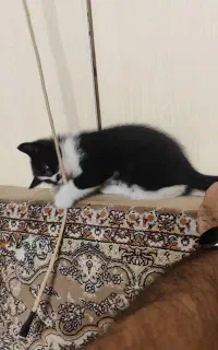 بچه گربه