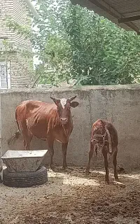 گاو و گوساله