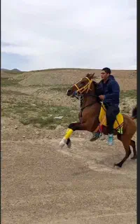 اسب مادیان
