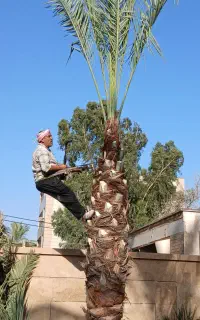 بریدن نخل درخت قطع نخل درخت هرس تقویت سمپاشی موریا