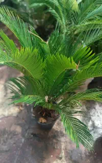 فروش سیکاس