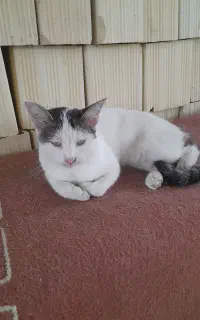 واگذاری رایگان گربه