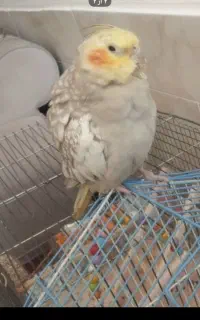 عروس هلندی گم شده