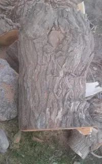 هرس وبرش قطع درختان خشک منزل وباغ