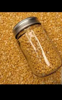 انواع حبوبات درجه یک موجوداست