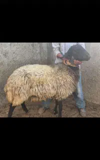 قوچ افشار هترو کار بلد