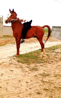 اسب عرب