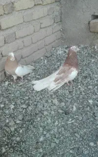 کبوتر ابلق  تخت دم و نقابی