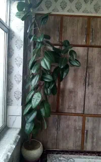 گل فیکوس سبز