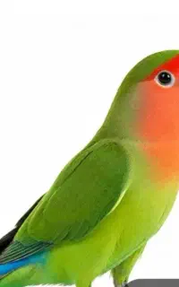 طوطی برزیلی گمشده