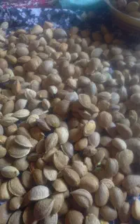 فروش بادام باغی شهر