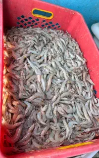 میگو‌پلویی درشت