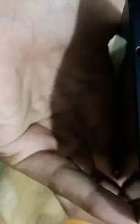 گوشی