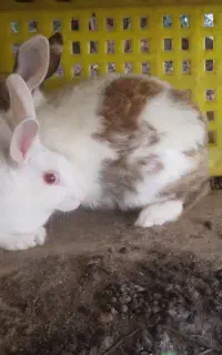 خرگوش