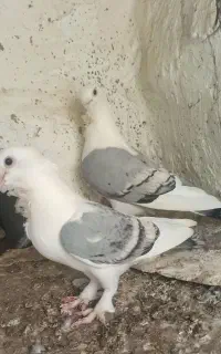 کبوتر موشی پروانه ای باشت