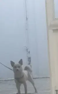 سگ شیواوا